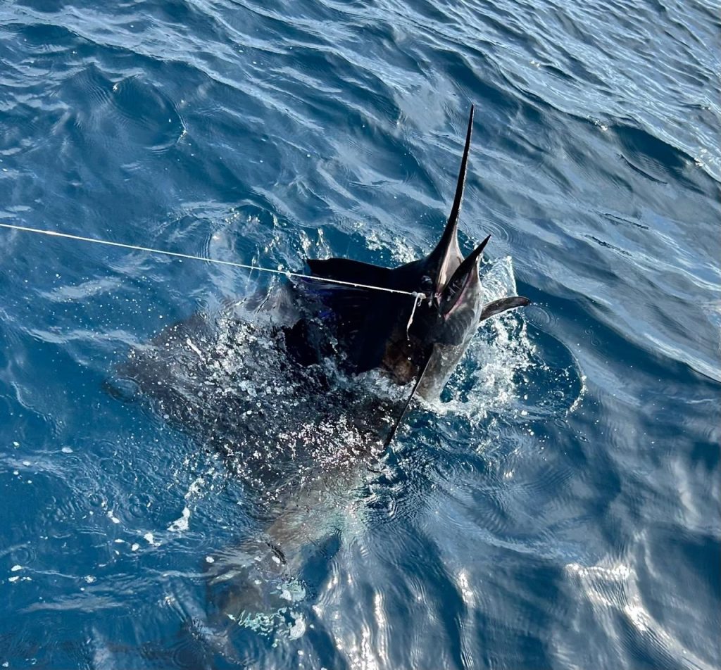 Sailfish on line